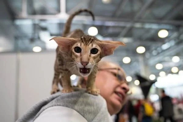 🐾В Казани пройдёт бесплатный ЗООФЕСТ ЭКО