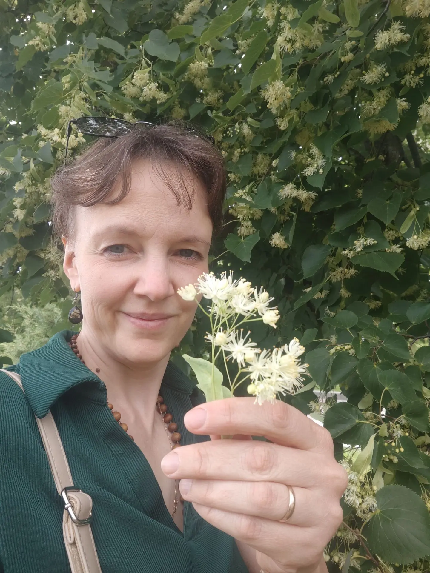 🌸Пришло время сбора липового цвета в средней полосе России. Не упускайте момент! Мы се...