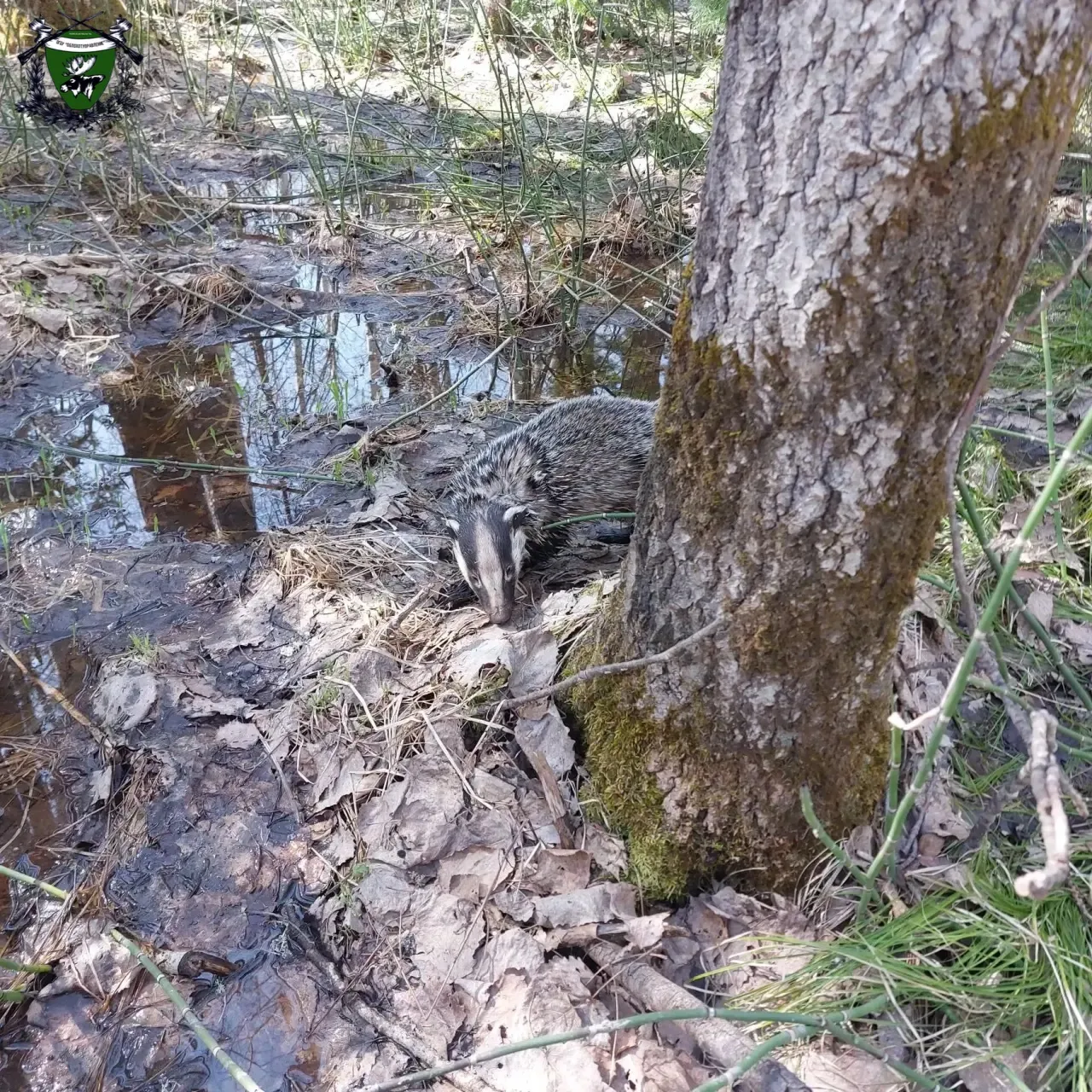 🦡что мы знаем о барсуке?