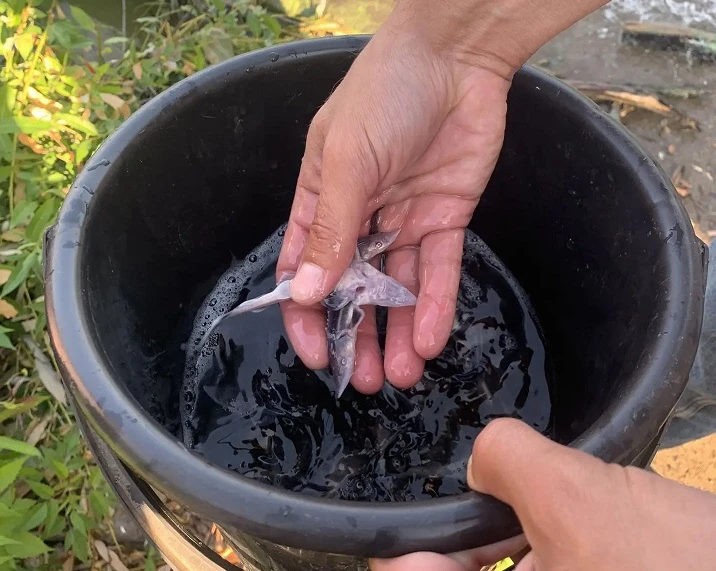 «Транснефть — Урал» выпустила 8,6 тысяч мальков стерляди

🐟Р-р-аз — и в воду! Всего несколько секун
