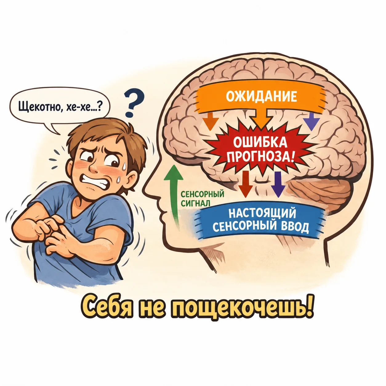 😆 Почему Вы не можете пощекотать самого себя

Попробуйте прямо сейчас. Я подожду. Не получается? Эт