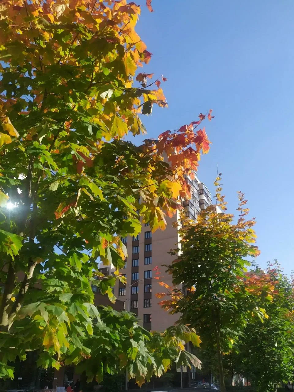 Похоже, в Мурино официально началось бабье лето 🍂