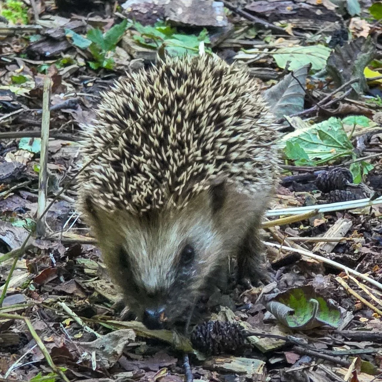 В лесу встретили сегодня🦔🌲🌳🌿