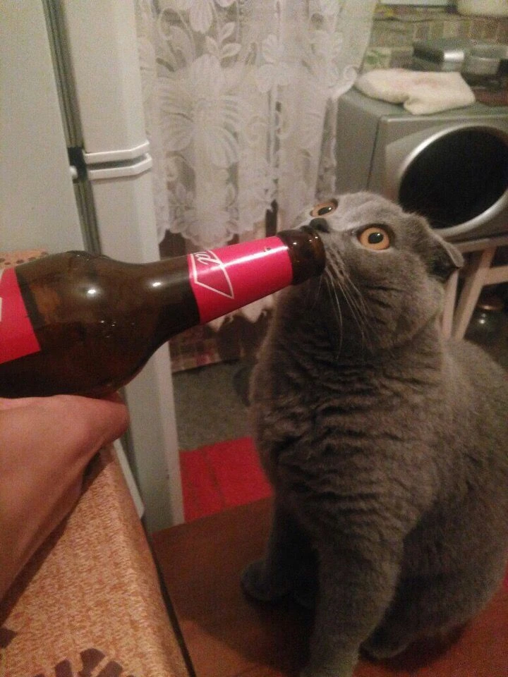 🍻 Россияне начинают спиваться в августе из-за синдрома «недожитого лета»: ощущения, что теплые дни 
