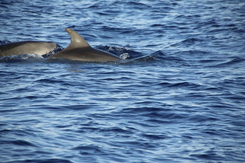 🐬 У берегов Австралии засняли невероятно трогательный момент из жизни дельфинов.