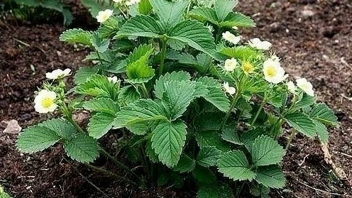 Beceнняя подкopмка клyбники (земляники)