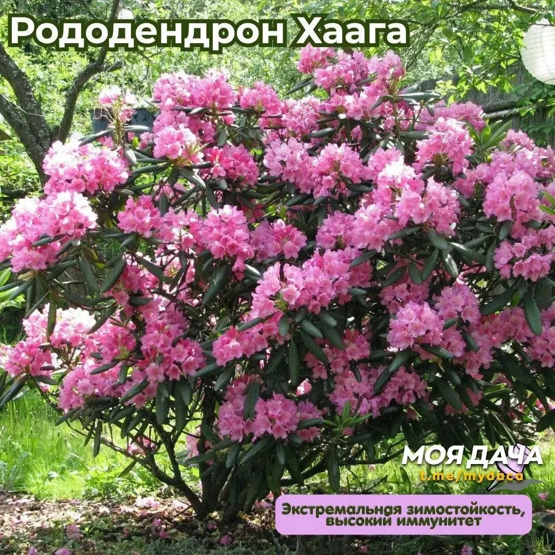 Их сила в надёжности! Эти кустарники вас не подведут 🪻