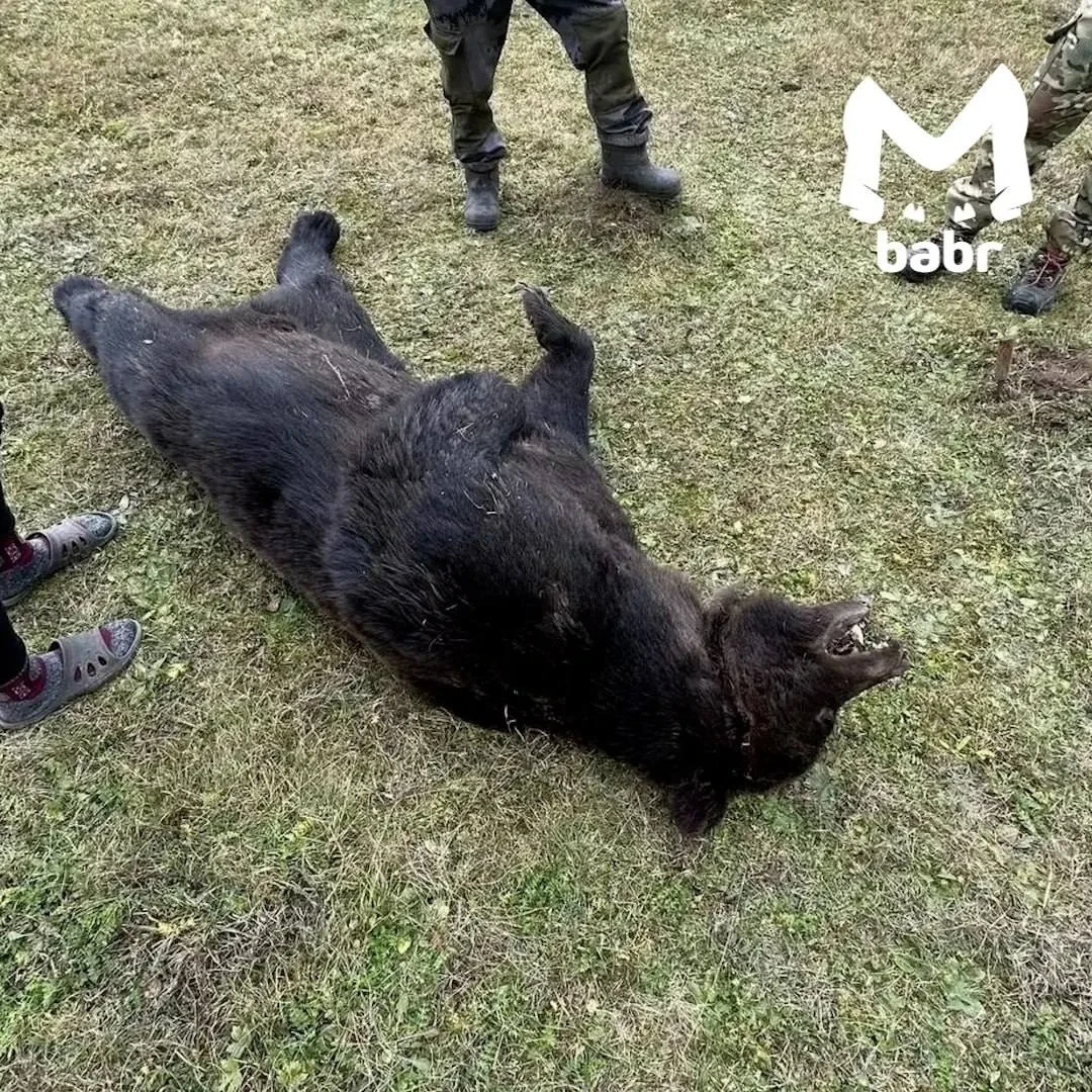 🚨 Иркутская область: мужик завалил медведя ножом и ружьём