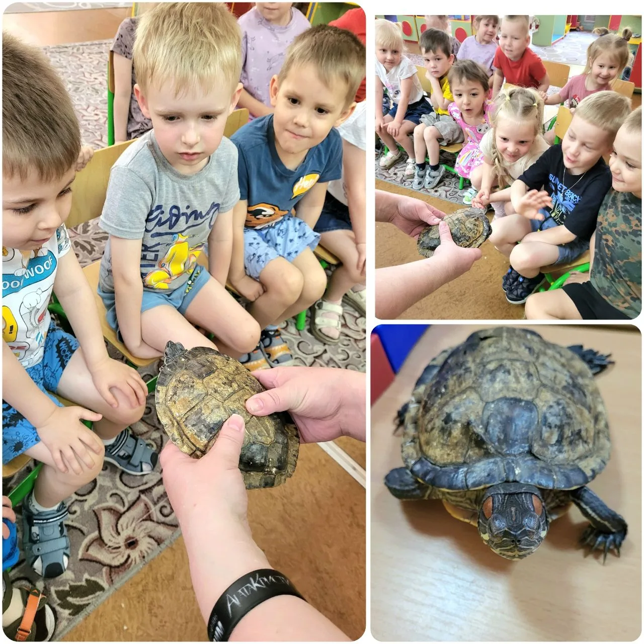 🐢23 мая - Всемирный день черепахи🐢