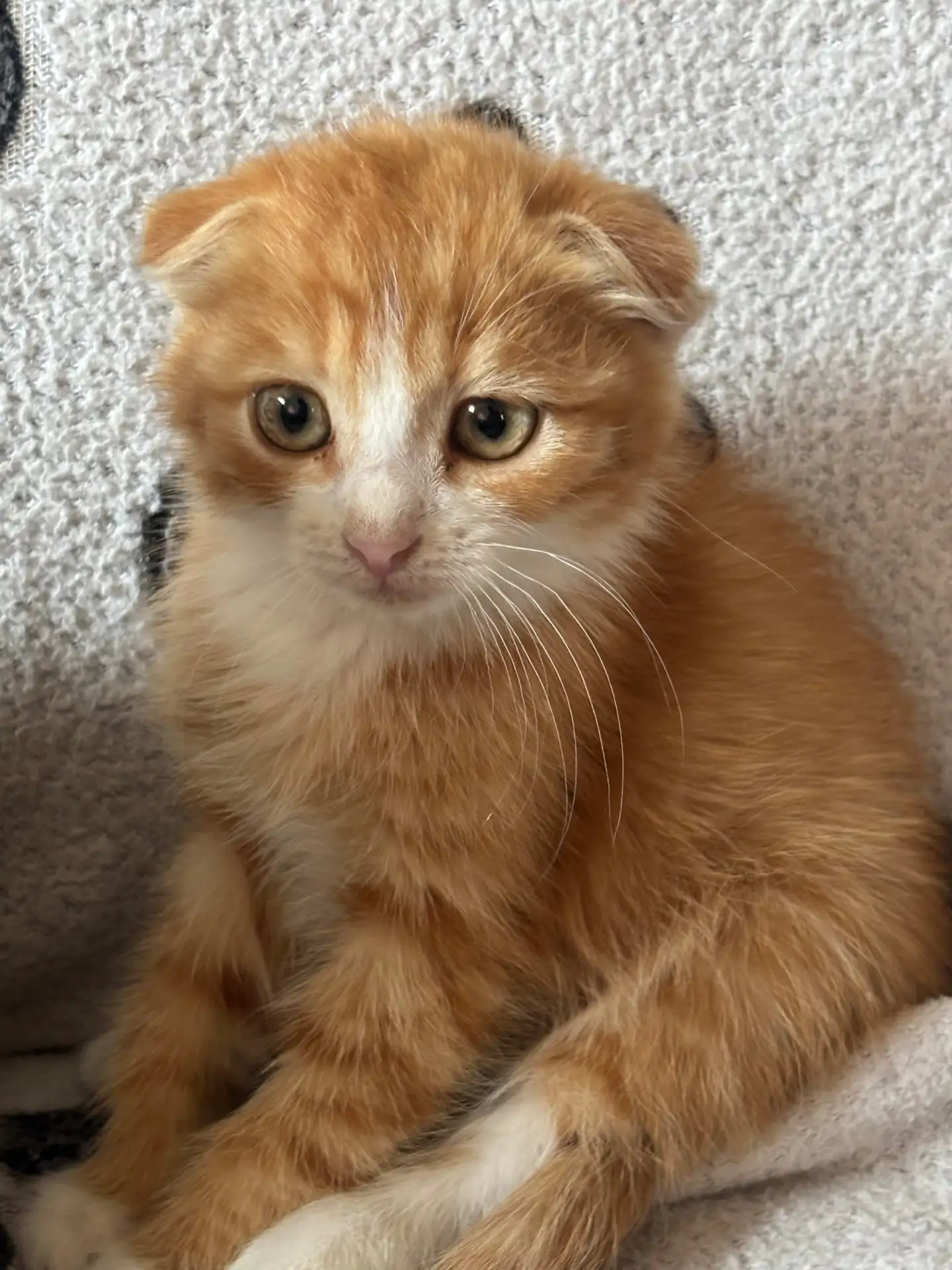 Подкинули котят❗️