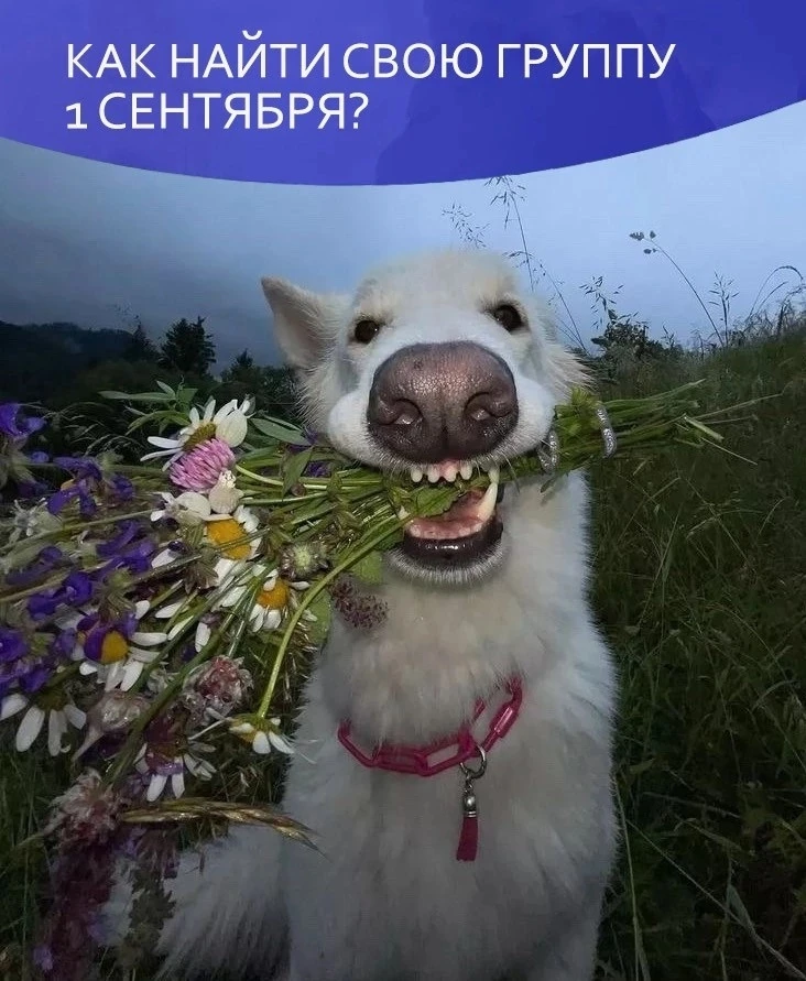 Как найти свою группу на 1 сентября?