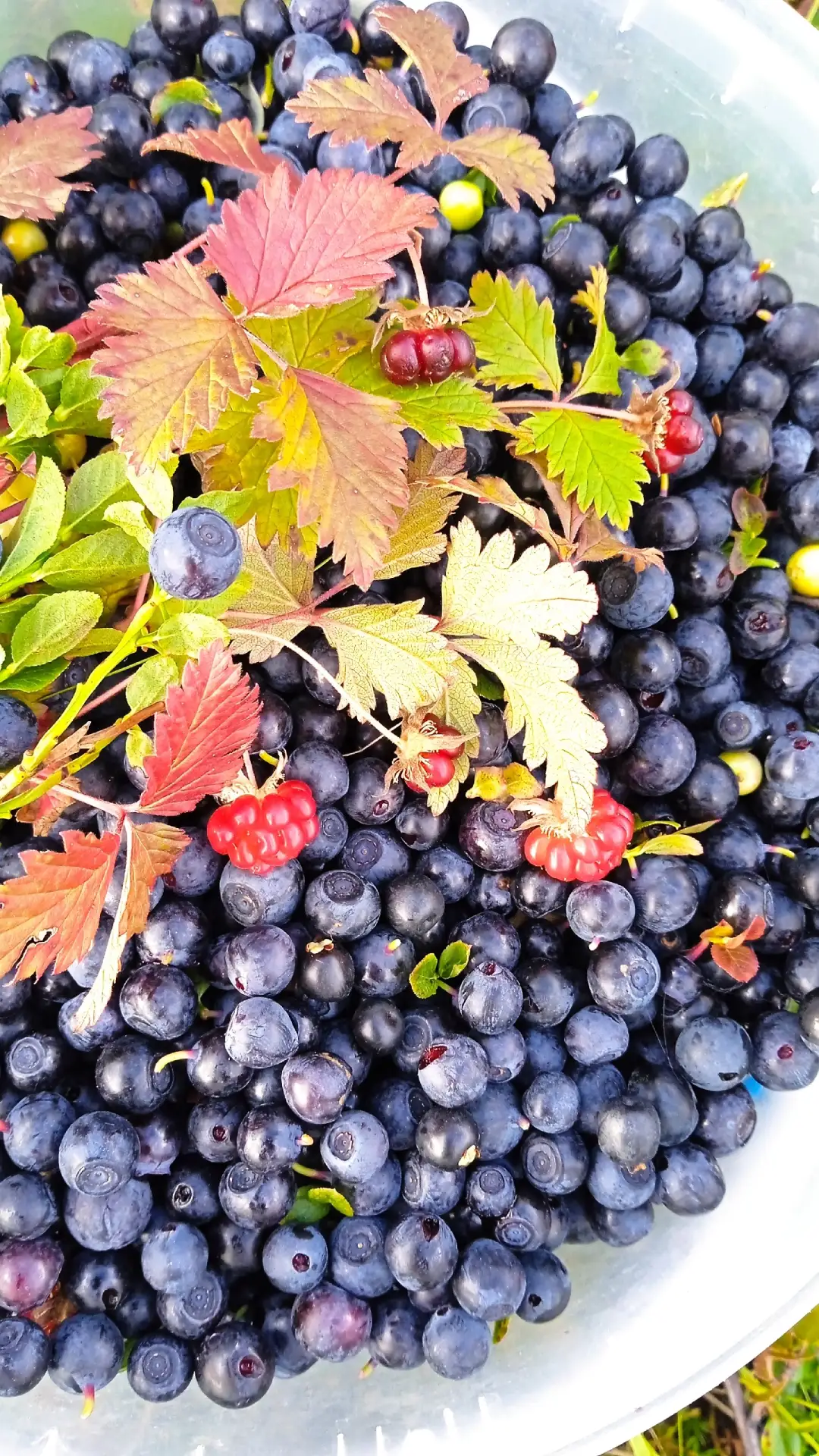 🫐Ягодное настроение: фотографиями вкуснейших находок поделилась с нами жительница Ворк...