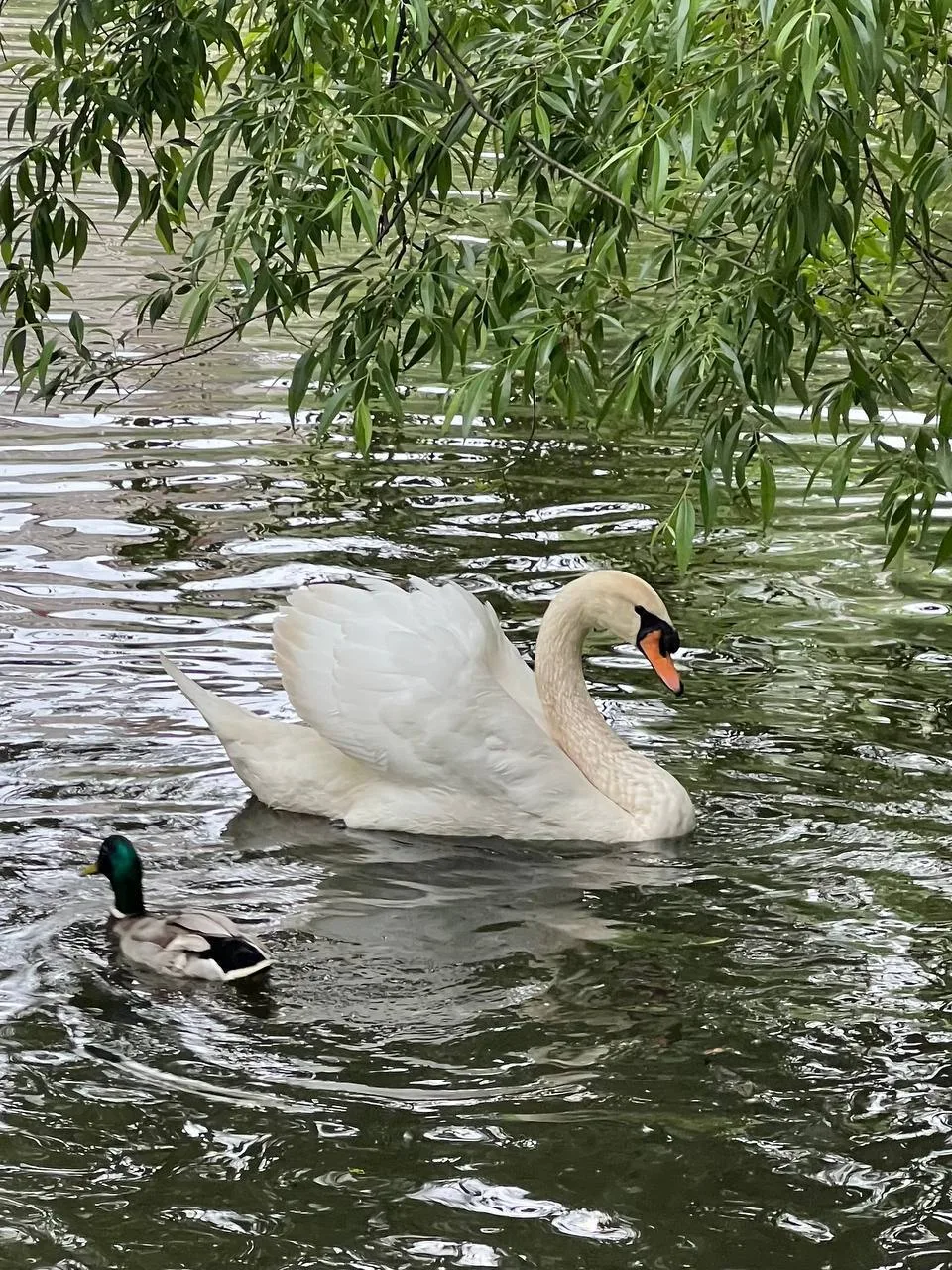 В парке у реки Яуза можно увидеть прекрасных лебедей 🦢