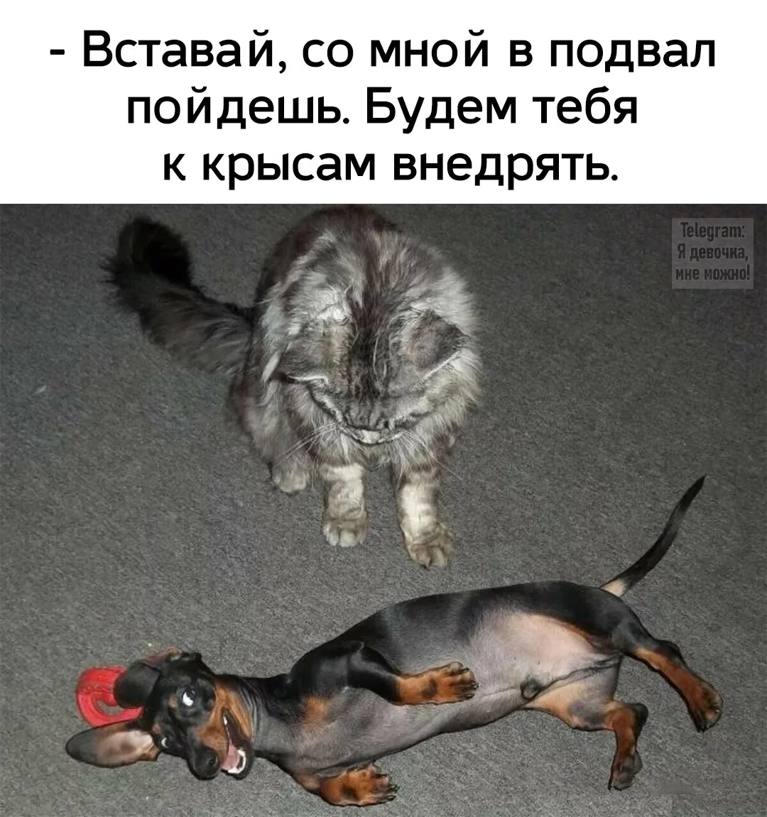 Кактус