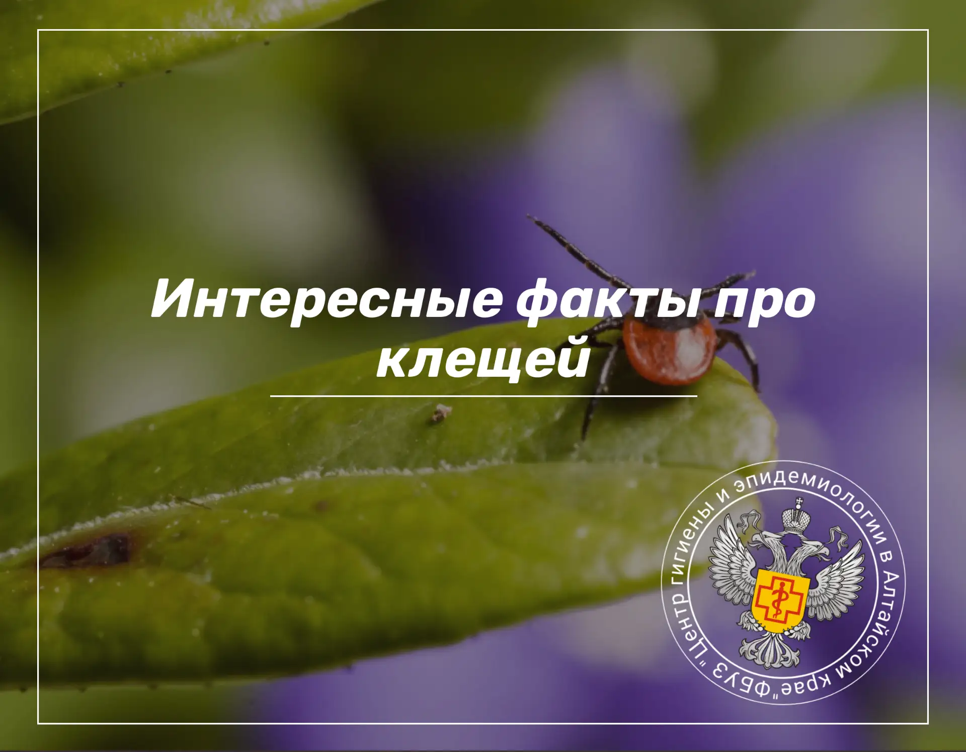 🔹Не прыгают с деревьев. Это распространённый миф. Клещи не умеют прыгать и не живут на деревьях. Он