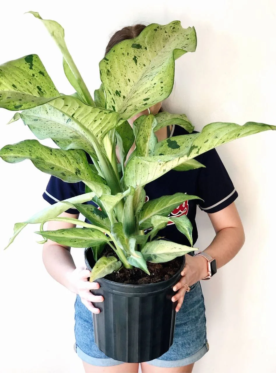 Тропики на подоконнике: почему диффенбахия — это новая классика 🌿

🌱 Она напоминает о джунглях. Ог