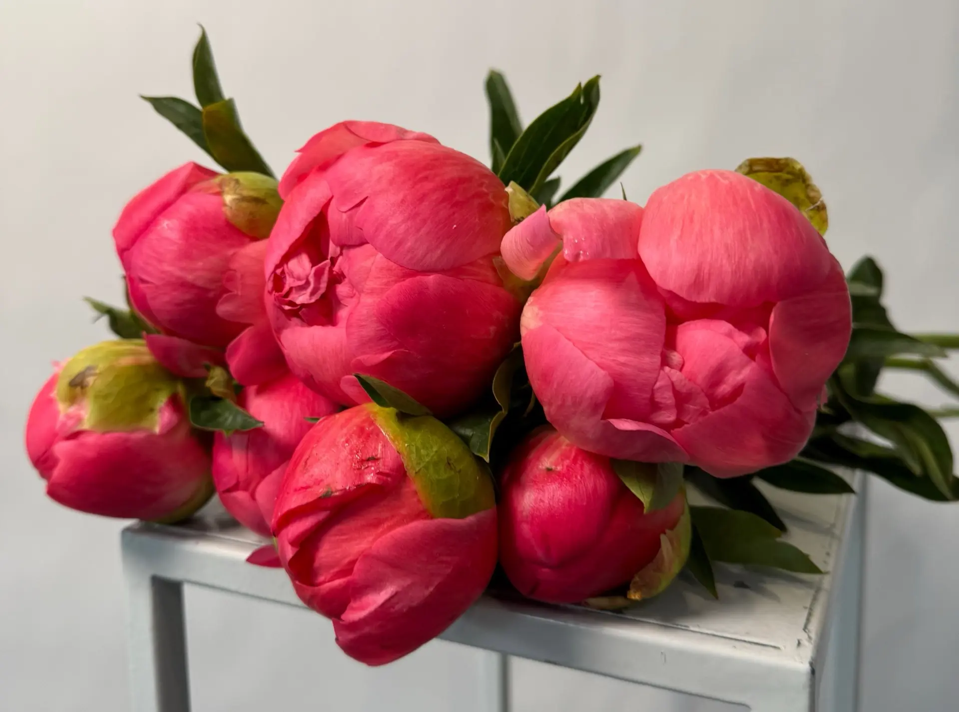 🌸Пионы созданы, чтобы ВОСХИЩАТЬ🌸

Регулярно привозим эти зефирки, потому что верим - каждая девушк