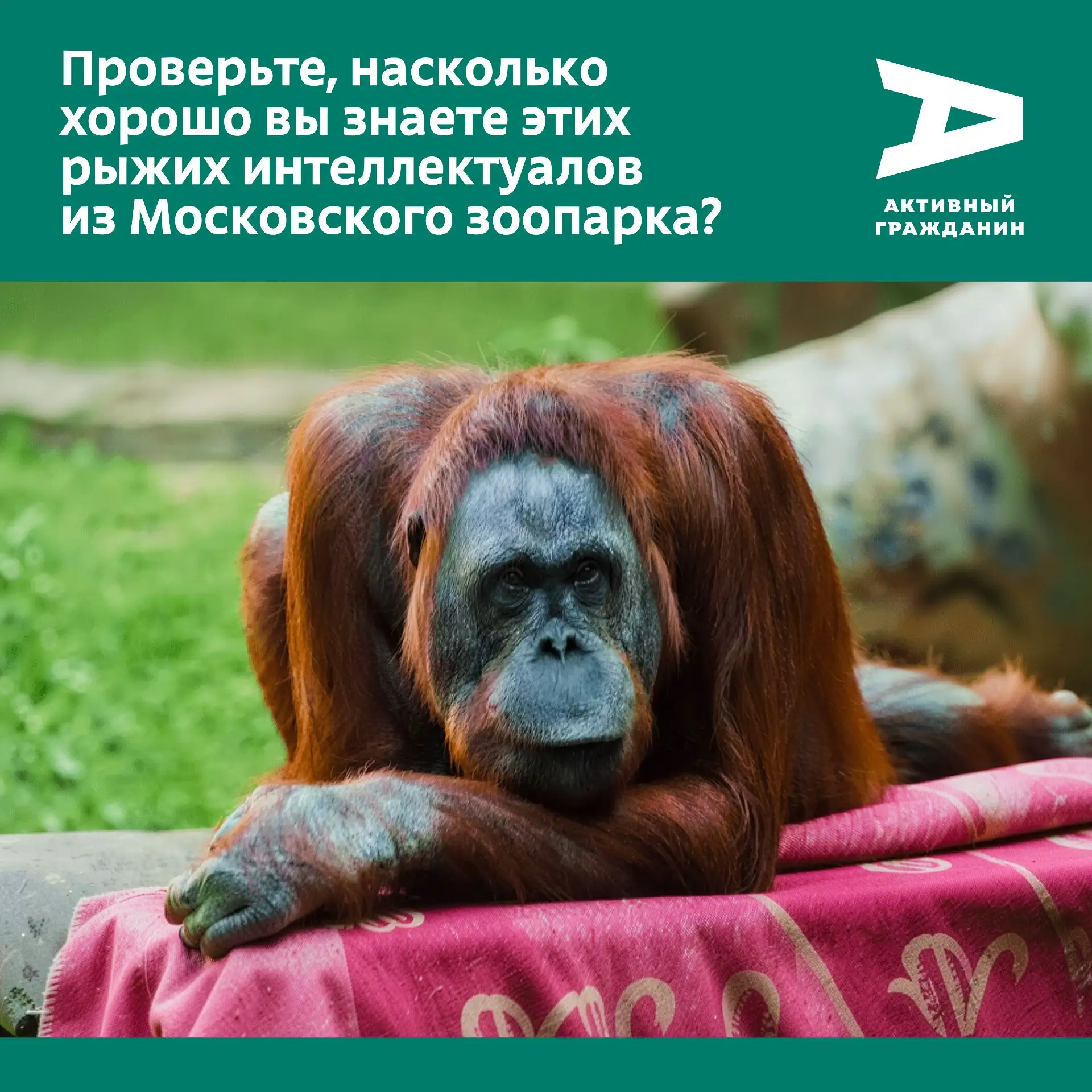 «Какой умный взгляд!» — наверняка подумаете вы
