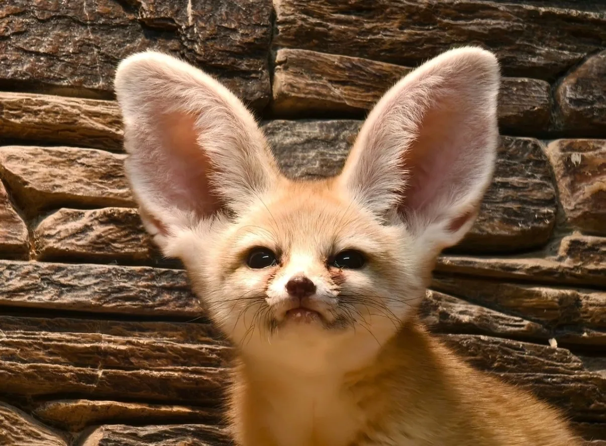 В Тульском зооэкзотариуме выбрали самого популярного питомца экспозиции на Октябрьской