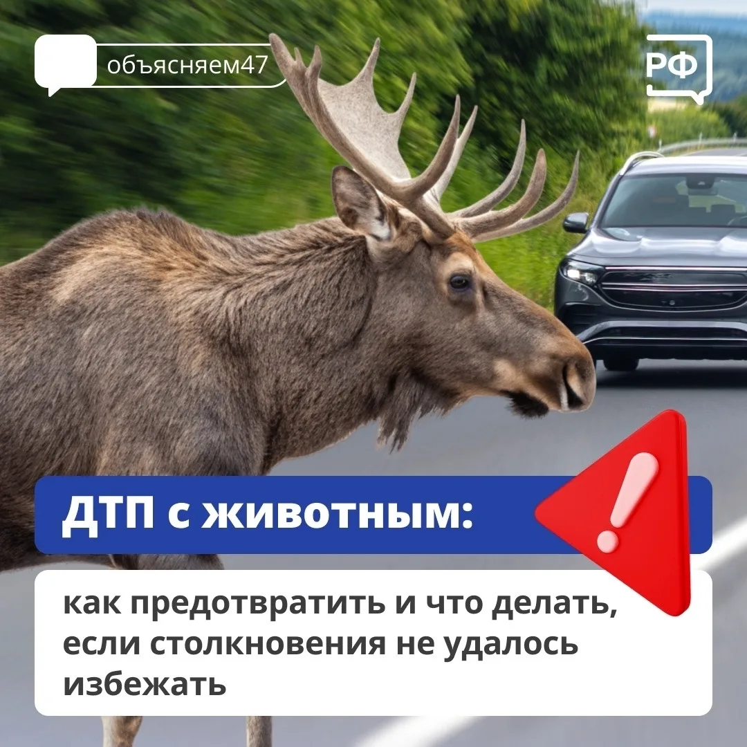 Животные на дороге часто непредсказуемы. Что делать, если дикий зверь бросился под колё...