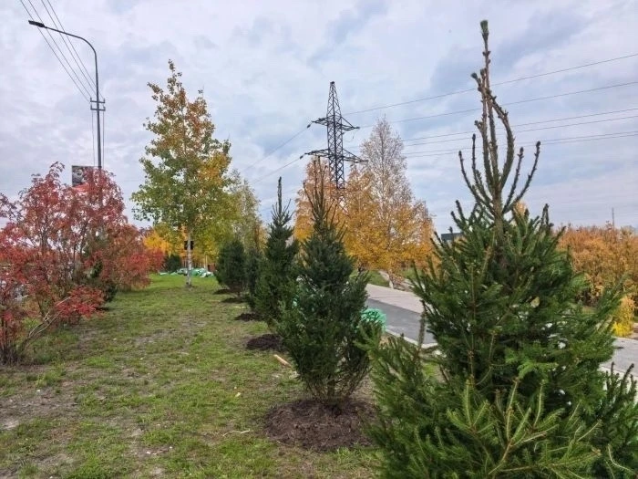 🌲 В Сургуте посадили новые ёлки, рябины и кусты сирени