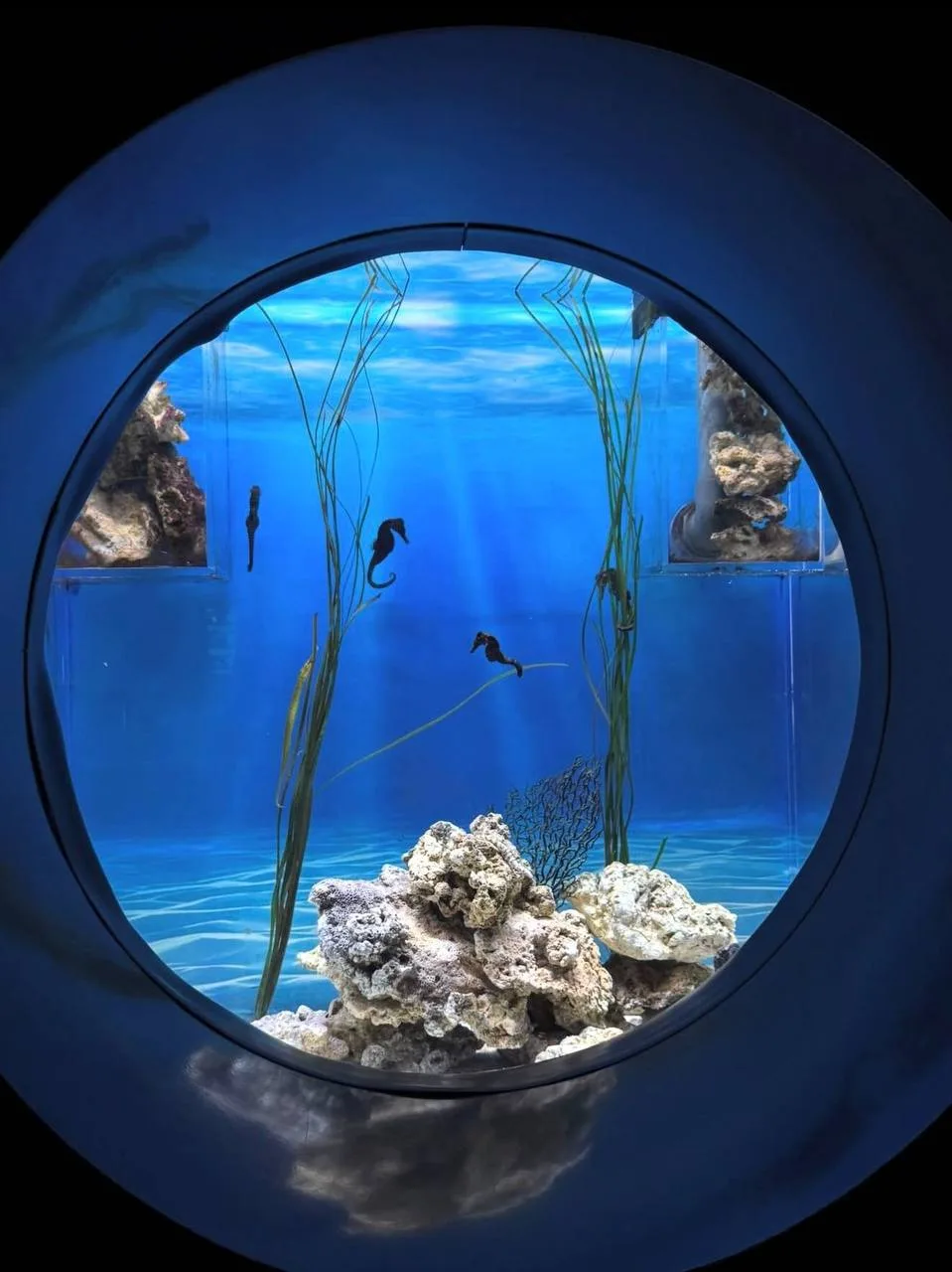🌊 Где в Москве посмотреть на морских обитателей