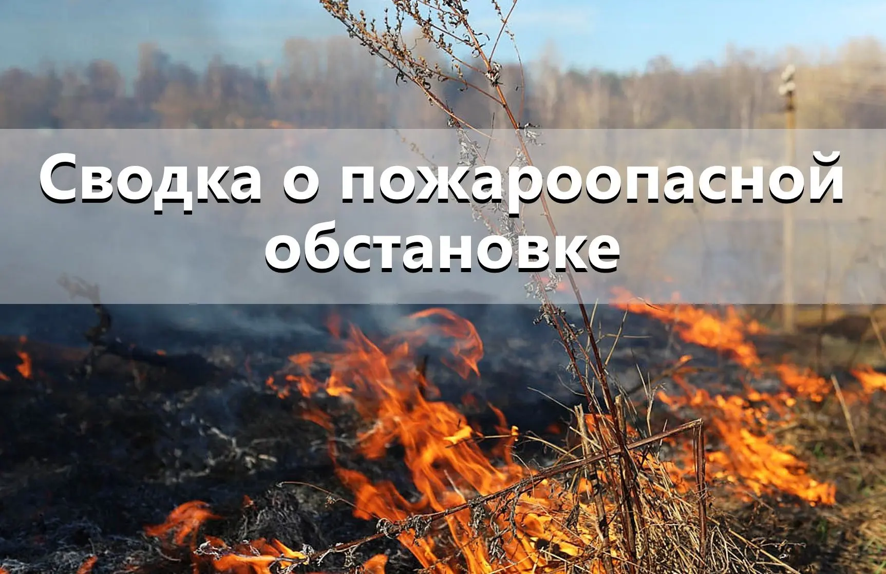 🔥 Оперативные данные по лесным пожарам в Новосибирской области (обновление по состоянию на 19 июня)