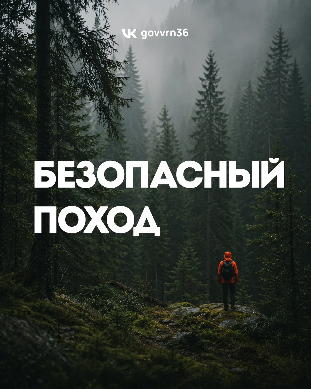 С началом лета все больше людей выбираются в лес — на прогулки, пикники, за первыми грибами и просто