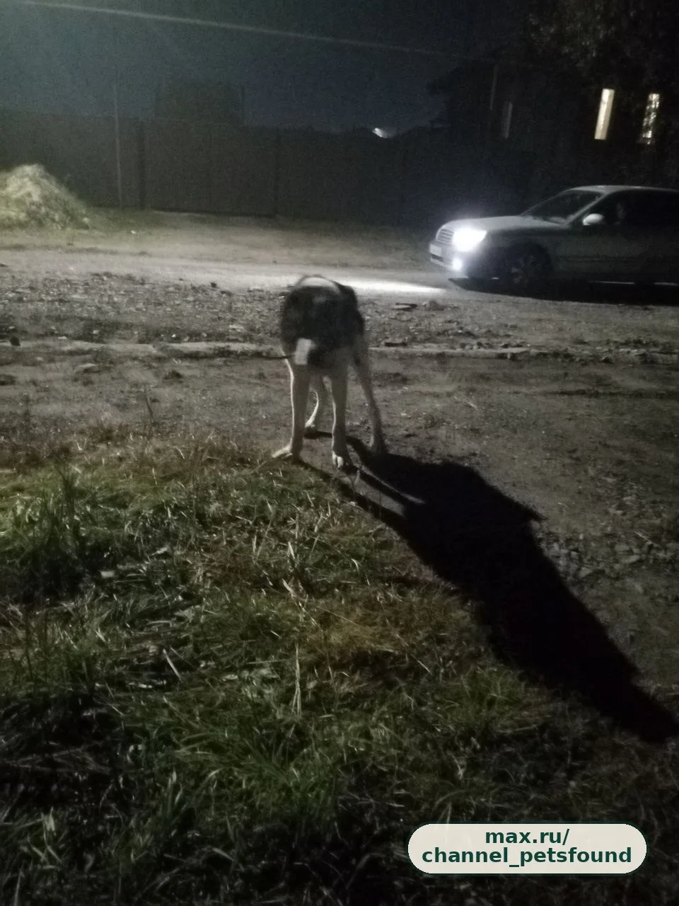 🐾 Найден питомец — Курган
