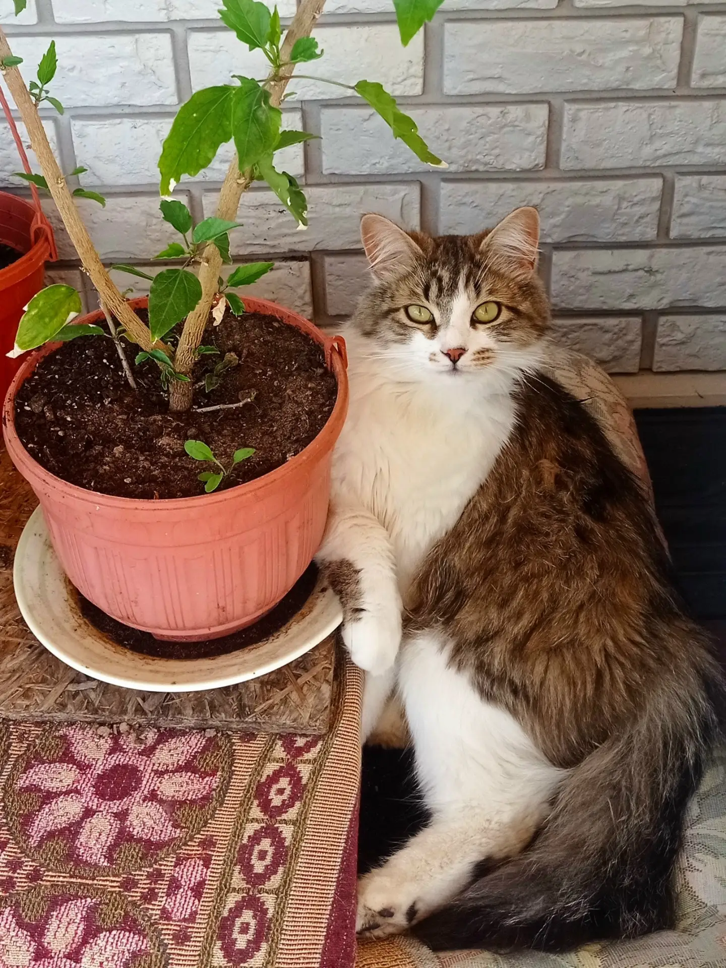 ПРОПАЛ КОТ!