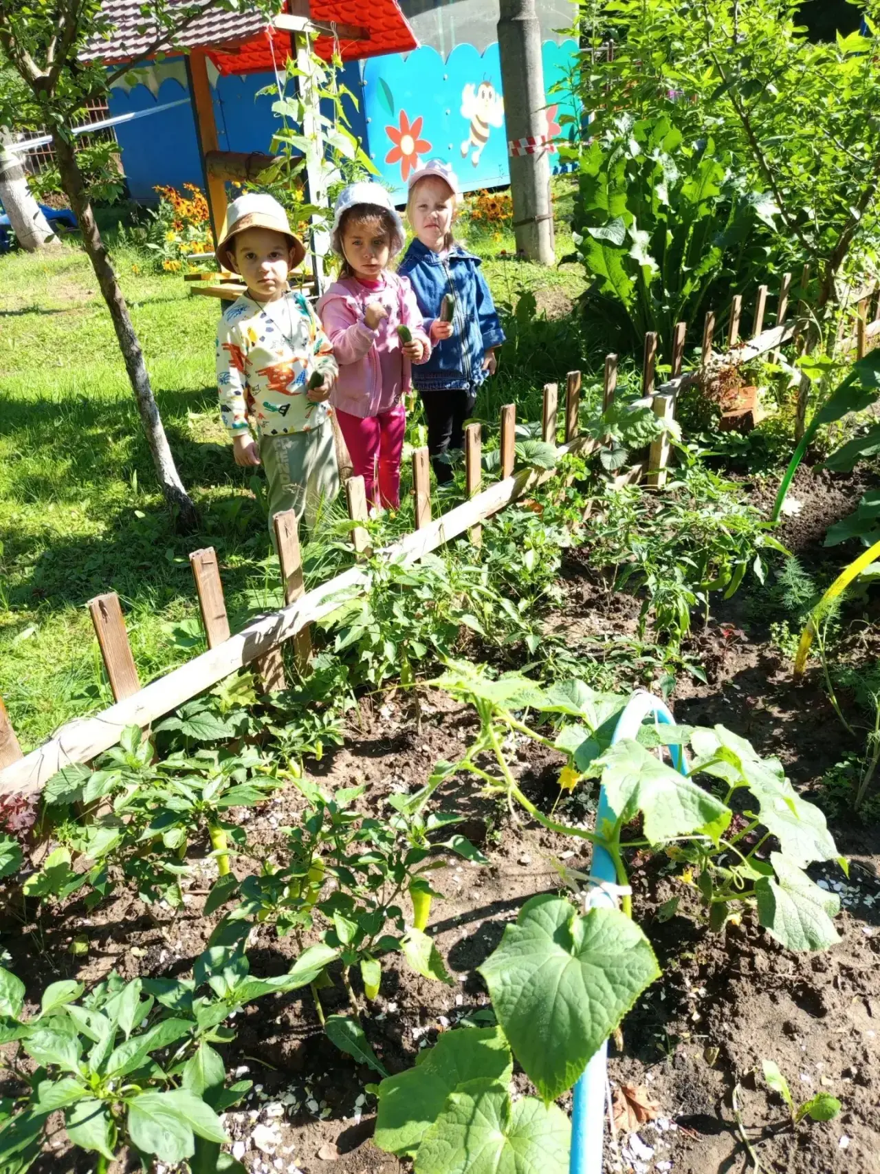 Ура-а-а! Дождались. Первый урожай.🥒🍅🫑🌶️🫛