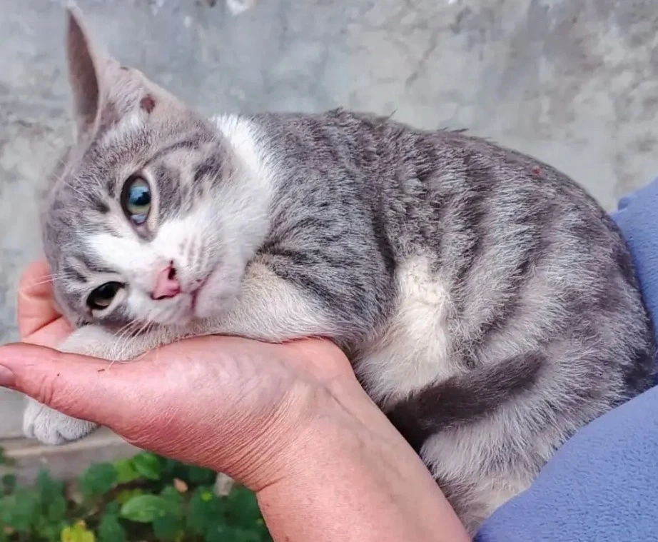 Пост шанс-надежда, что этому мальчугану повезет. Мечта найти ему дом. Очень ласковый  и...