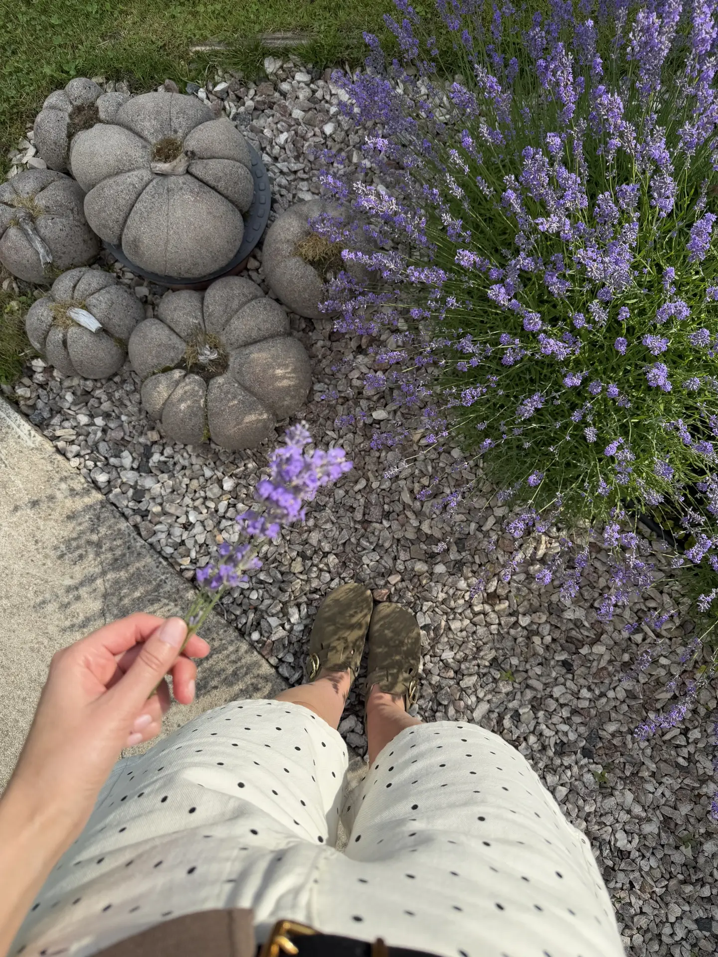 Любимые бетонные тыквы в фоточках 🌿 Кто пропустил пост, МК тут