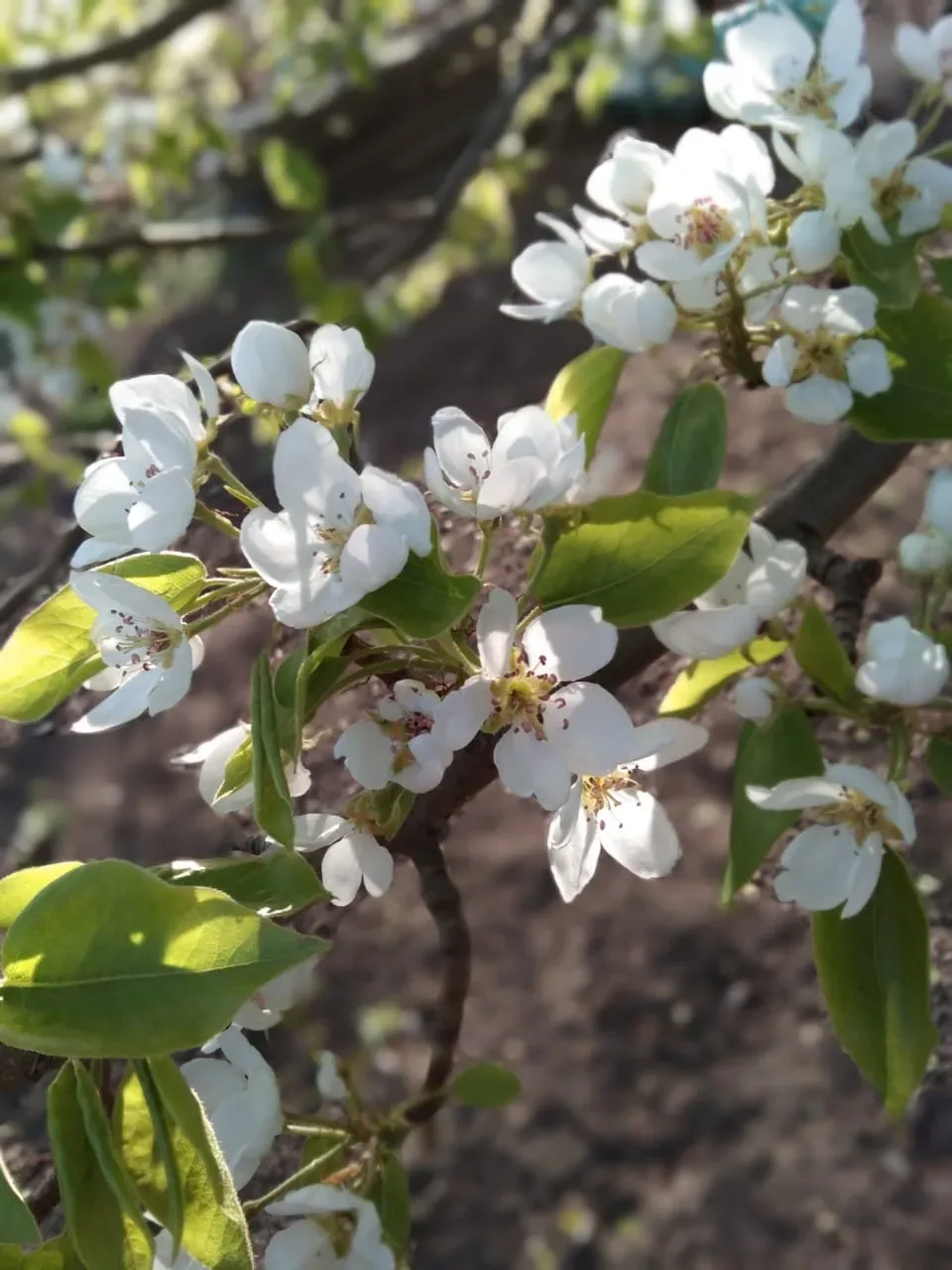 🌷КАК НЕ ИСПОРТИТЬ ЗДОРОВЬЕ НА ДАЧЕ?