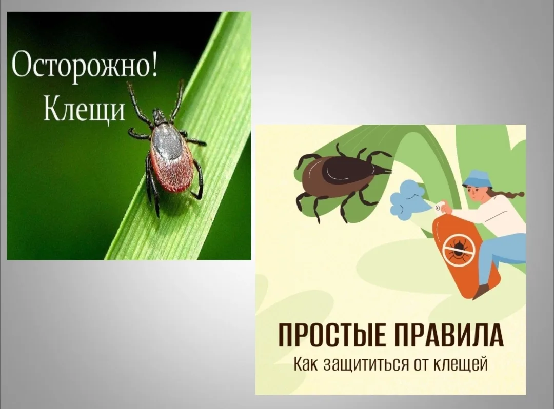 Осторожно - клещи ❗❗❗