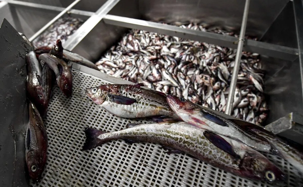 Россия в 2025-м выручила от экспорта рыбы и морепродуктов ровно $6,1 млрд.   В 2026-м, по свежим рас