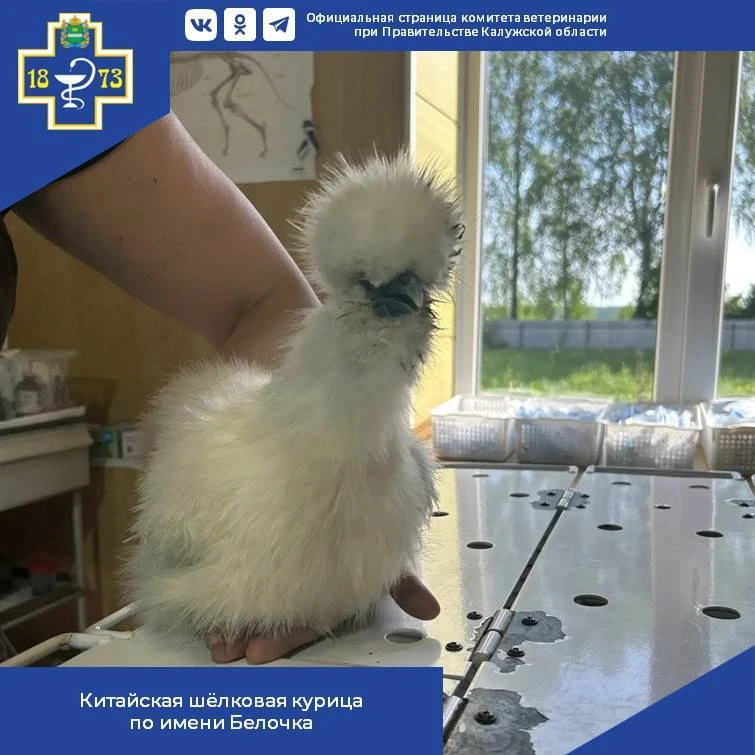 🐔 В Дзержинскую ветстанцию поступила необычная пациентка — китайская шёлковая курочка ...