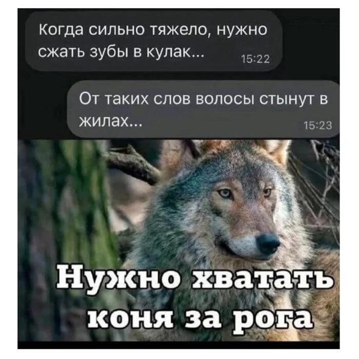 Богат русский язык на фразеологизмы! 😅