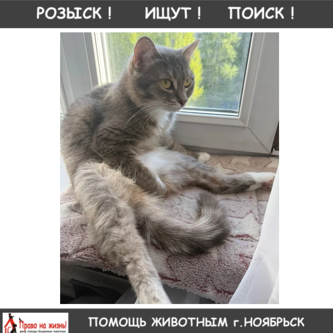 потерялась кошка, в районе ул.цоя 7мкрн
если кто-то видел или забрал, позвоните пожалуйста +79642007