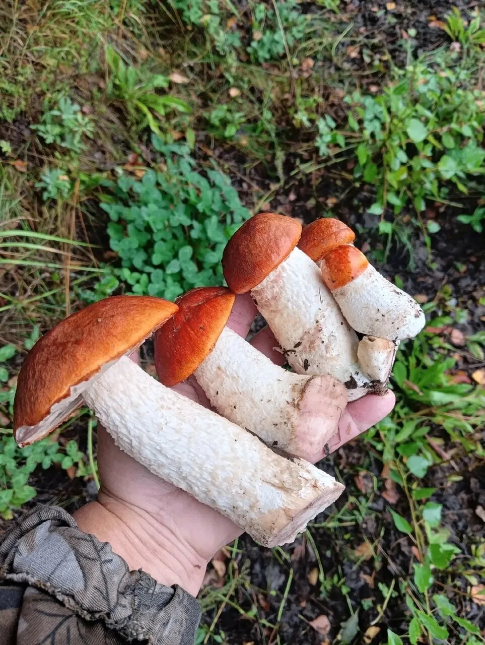 🍄 Грибной сезон в Смоленской области официально открыт