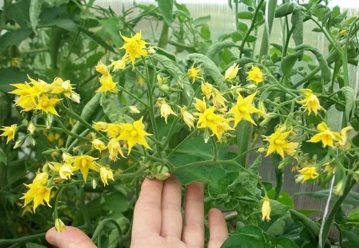 ЗАВЯЗЕЙ НА ТОМАТАХ БУДЕТ МОРЕ И НИКАКОЙ ФИТОФТОРЫ🍅  ЭТОТ РАСТВОР - ценнейший состав для бopьбы со мн