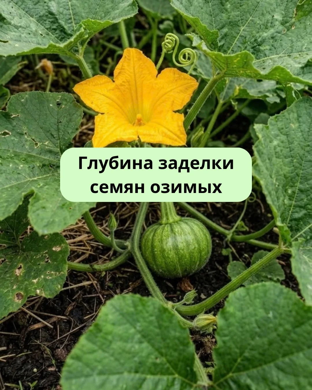 Слишком мелкая заделка — семена могут вымерзнуть зимой или высохнуть на поверхности.