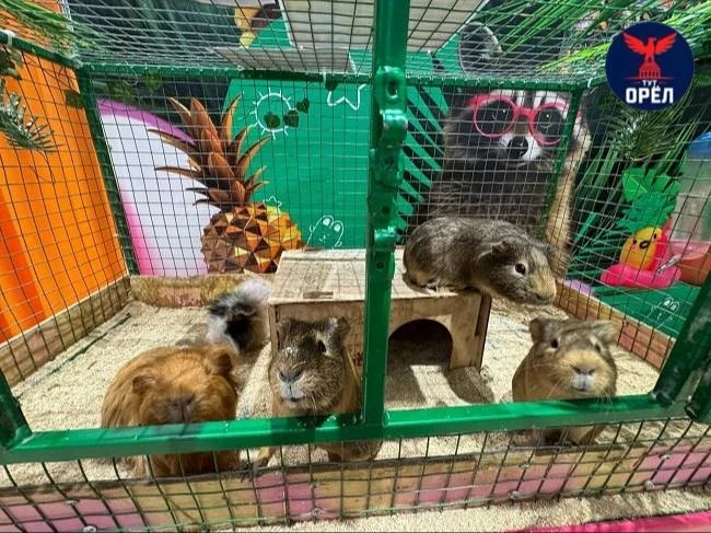 🐾 В Орле выставка животных закончилась штрафом для организатора