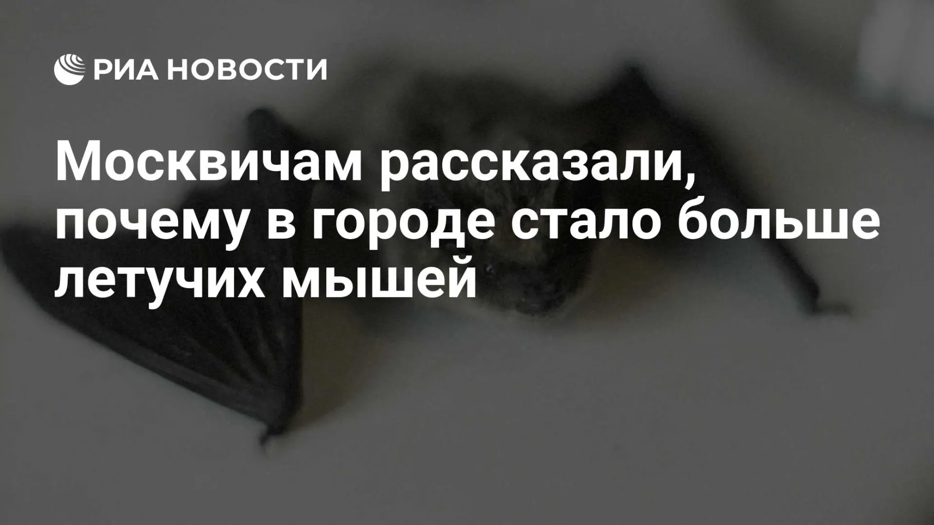 💡 Москвичи! Вы, возможно, заметили, что в нашем городе стало больше летучих мышей. Не ...