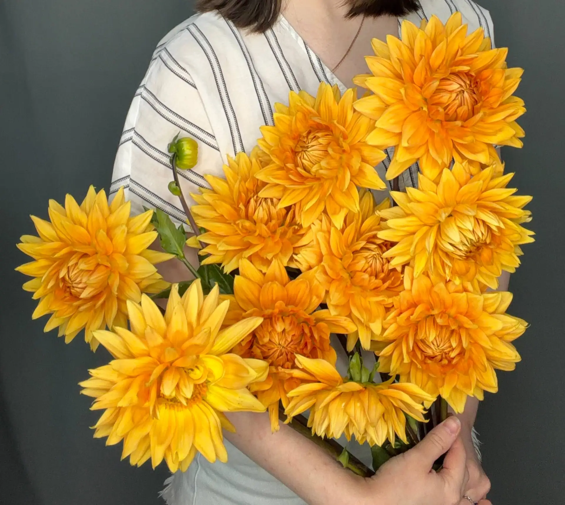 И это тоже георгины! 🤩☀️ Упругие георгины-шарики — уже классика, но что вы скажете про...