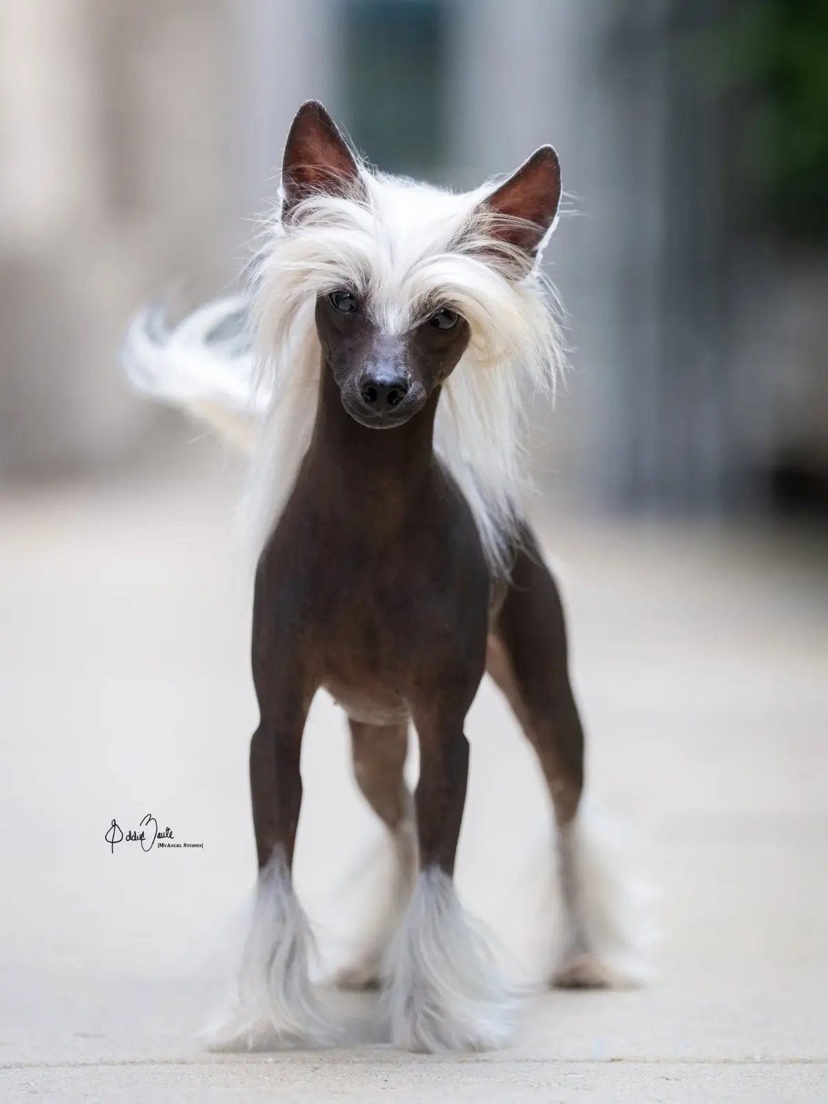 ⚡красивый кадр ⚡ китайская хохлатая собака ⚡️breedsinfo ⚡️dogmem