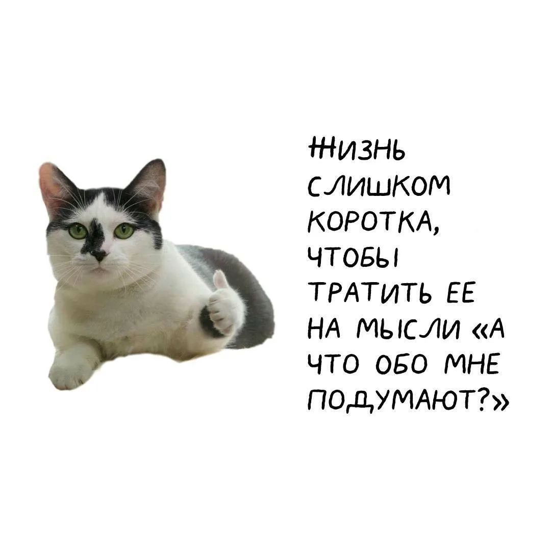 Котики пришли, чтобы напомнить о важном 🪷  👉 Сатья Дас 👉 Канал в Telegram
