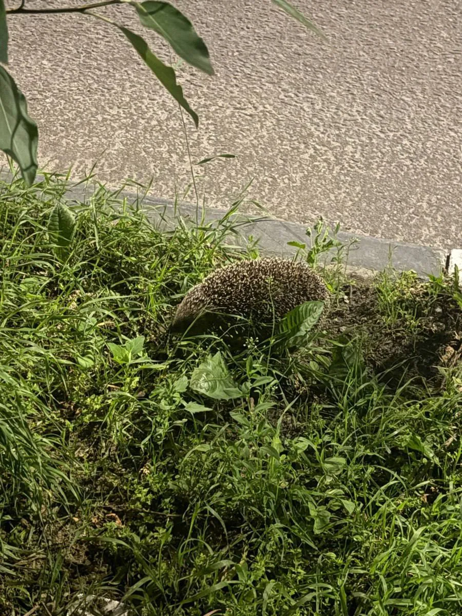 🦔 Ежика заметили на улице Шмидта
