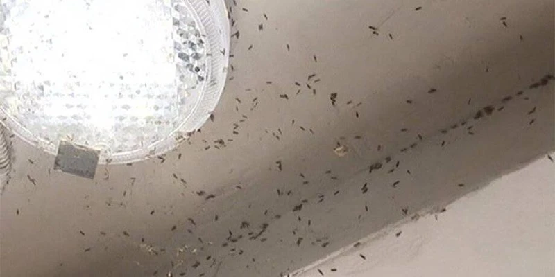 🦋 В регионе расплодилась опасная моль

В Москве и Подмосковье активизировались три вида вредителей: