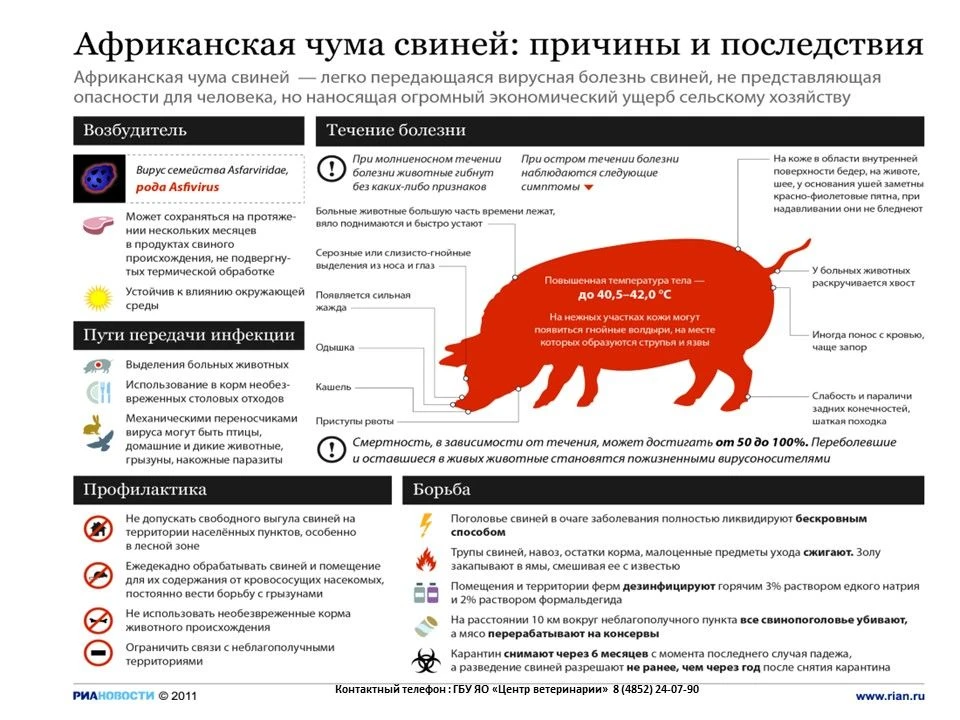 🛑 Внимание, жители Большесельского округа!

Африканская чума свиней (АЧС) — это особо опасное вирус